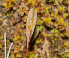 Lepanthes mucronata