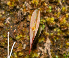 Lepanthes mucronata