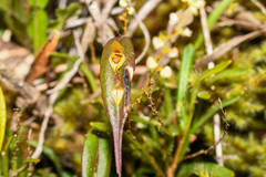 Lepanthes mucronata