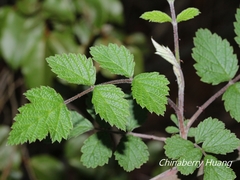 Rubus incanus
