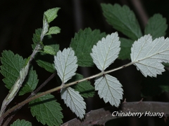 Rubus incanus