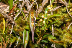 Lepanthes mucronata