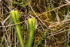 Phlegmariurus hystrix