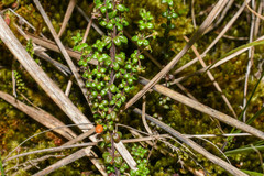 Galium hypocarpium