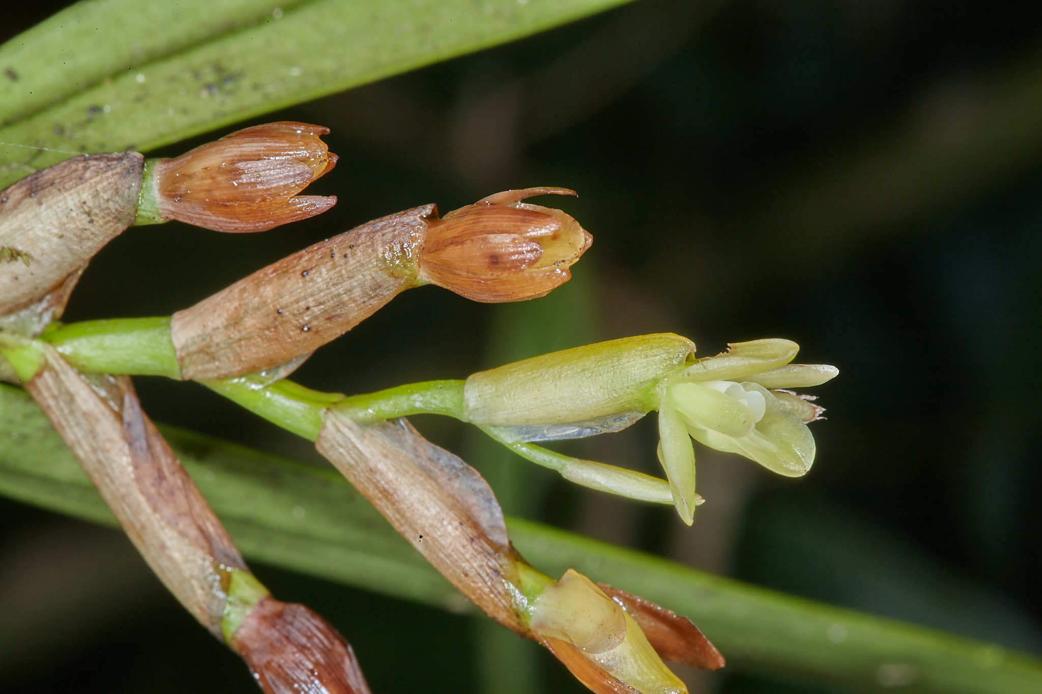 Epidendrum pseudoramosum