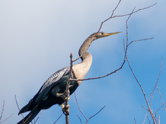 Anhinga anhinga leucogaster