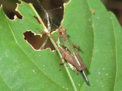 Scaria