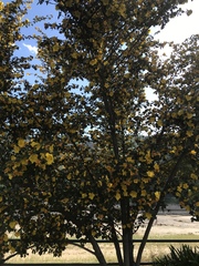 Fremontodendron