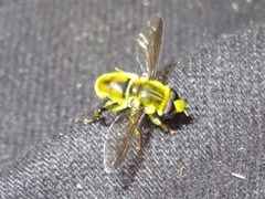 Quichuana