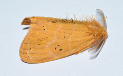 Euproctis punctifera