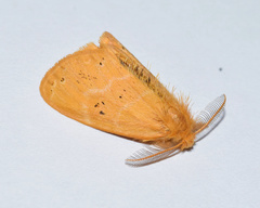 Euproctis punctifera