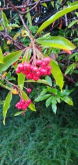 Photinia niitakayamensis