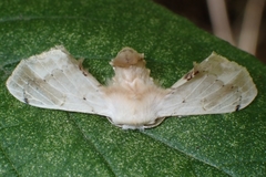 Ernolatia moorei