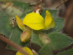Crotalaria hebecarpa