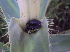 Heilipodus scabripennis