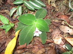 Episcia fimbriata