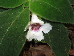 Episcia fimbriata