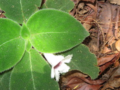 Episcia fimbriata