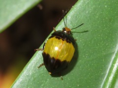 Iphiclus laetus