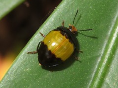 Iphiclus laetus
