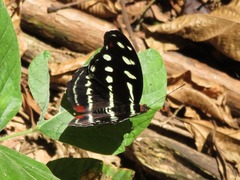 Catonephele acontius