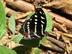 Catonephele acontius