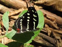 Catonephele acontius