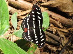 Catonephele acontius