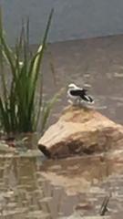 Fluvicola nengeta