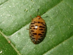 Iphiclus