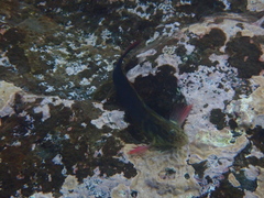 Ophioblennius atlanticus