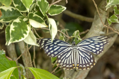 Papilio clytia clytia