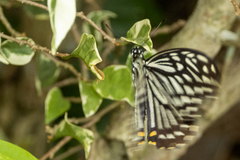 Papilio clytia clytia