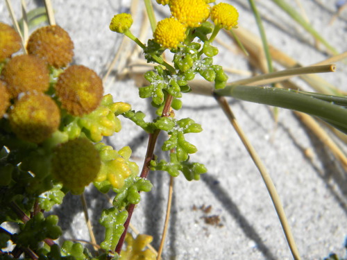 Image of Oncosiphon sabulosus by no rights reserved