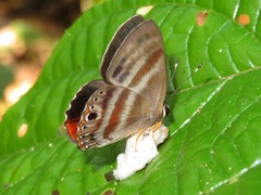 Euselasia melaphaea