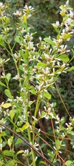 Baccharis glomeruliflora