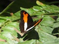 Adelpha cocala