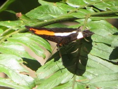 Adelpha cocala