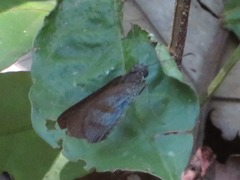 Paracarystus menestries