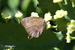 Arhopala centaurus