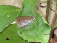 Paracarystus menestries