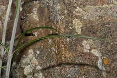 Penstemon barbatus torreyi