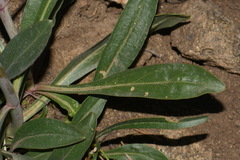 Penstemon barbatus torreyi