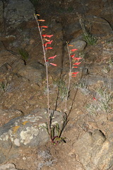 Penstemon barbatus torreyi