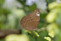 Tanaecia julii