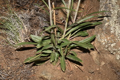 Penstemon barbatus torreyi