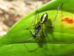 Dolichoderus rugosus