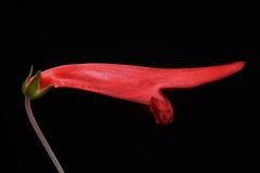 Penstemon barbatus torreyi
