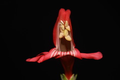 Penstemon barbatus torreyi