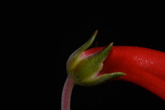 Penstemon barbatus torreyi